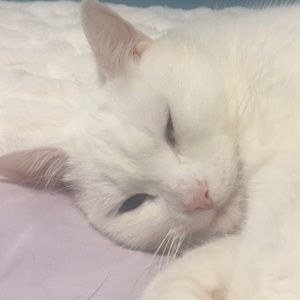 Meet your Posher, Kolbee